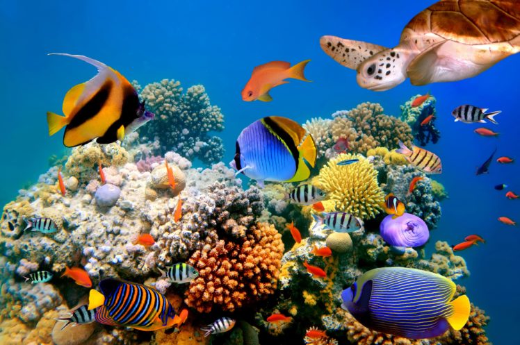 underwater, World, Fish, Turtles, Corals, Tropical, Sea, Ocean, Coral, Reef HD Wallpaper Desktop Background