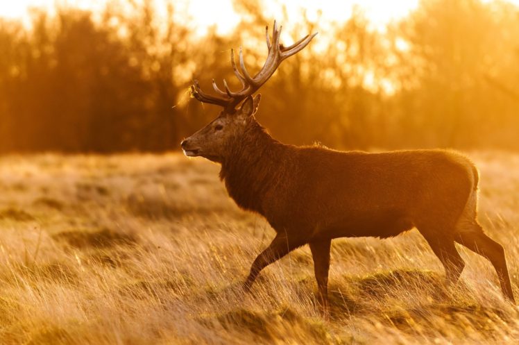 deer, Profile, Horns, Sun, Light, Reflections, Autumn, Meadow HD Wallpaper Desktop Background