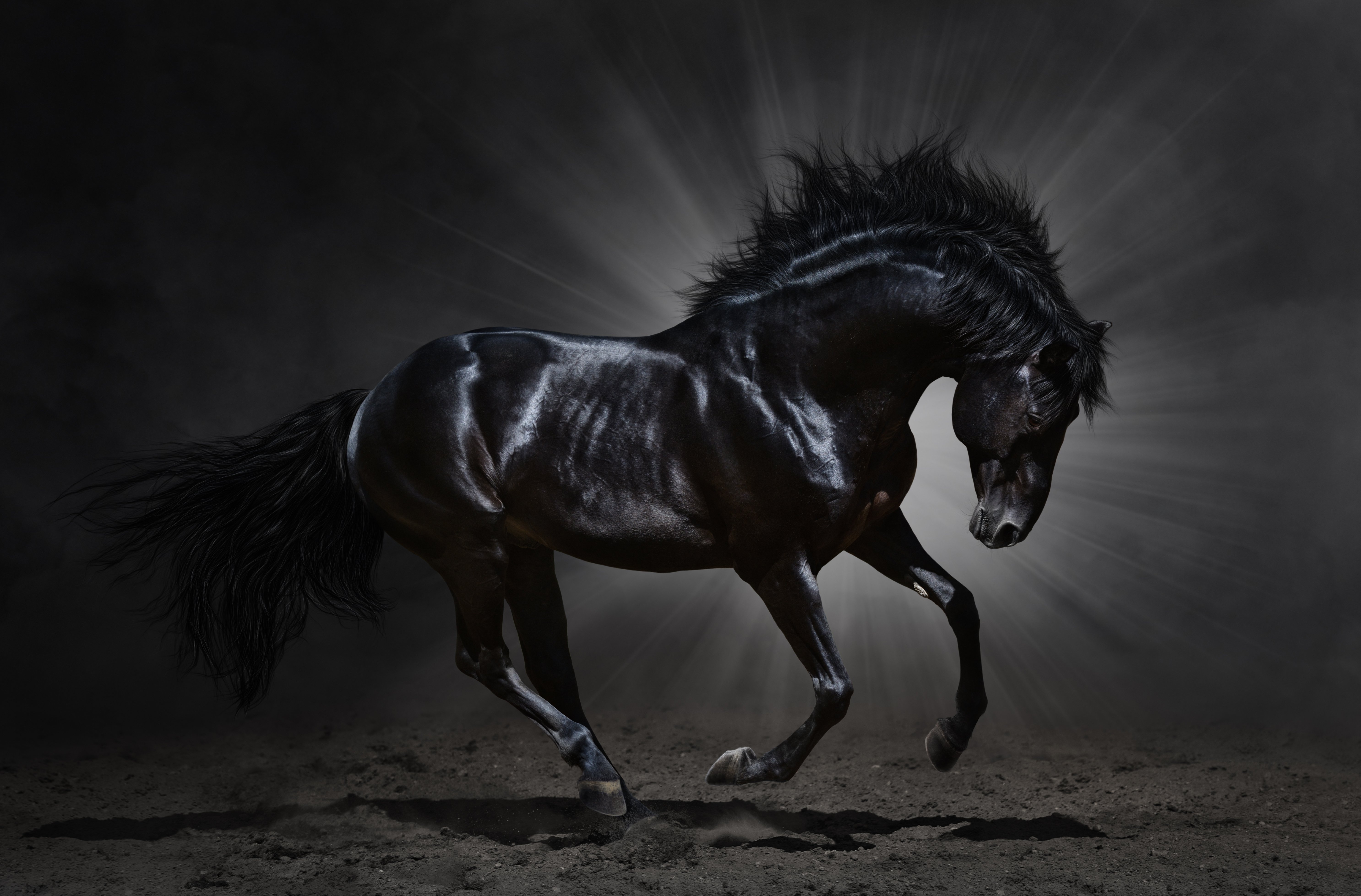 griva, Animal, Horse, Horse, Dark, Black, Beautiful, Amazing Wallpaper
