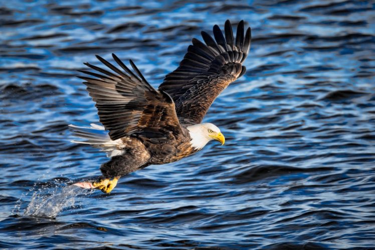eagle, Bird, Predator, Wings, Flying, Fishing, Fish, Extraction, Spray HD Wallpaper Desktop Background
