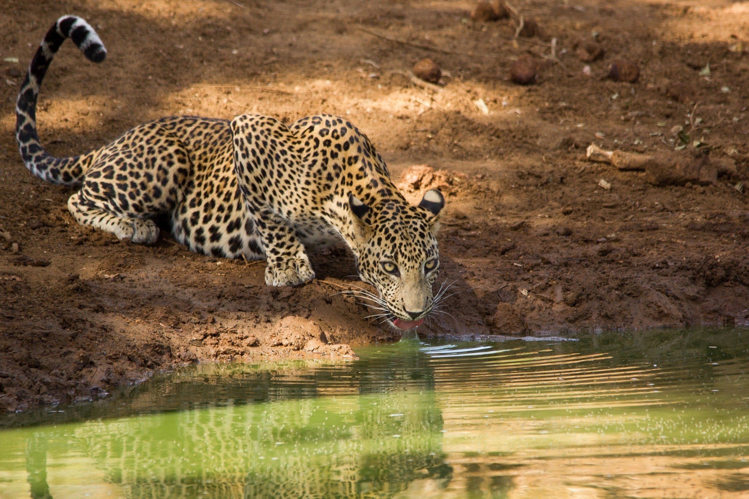 leopard, Wild, Cat, Predator, Face, Tongue, Water, Watering, Shore Wallpaper