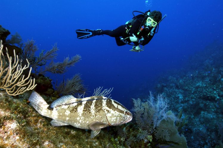 grouper, Ocean, Sea, Underwater, Sealife, Fish, Scuba, Diving HD Wallpaper Desktop Background