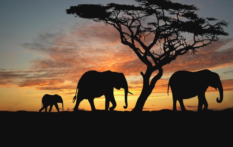 sunset, Africa, Elephants, Nature, Animals, Wallpapers, Evening, Africa, Trees, Savannah, Animals HD Wallpaper Desktop Background