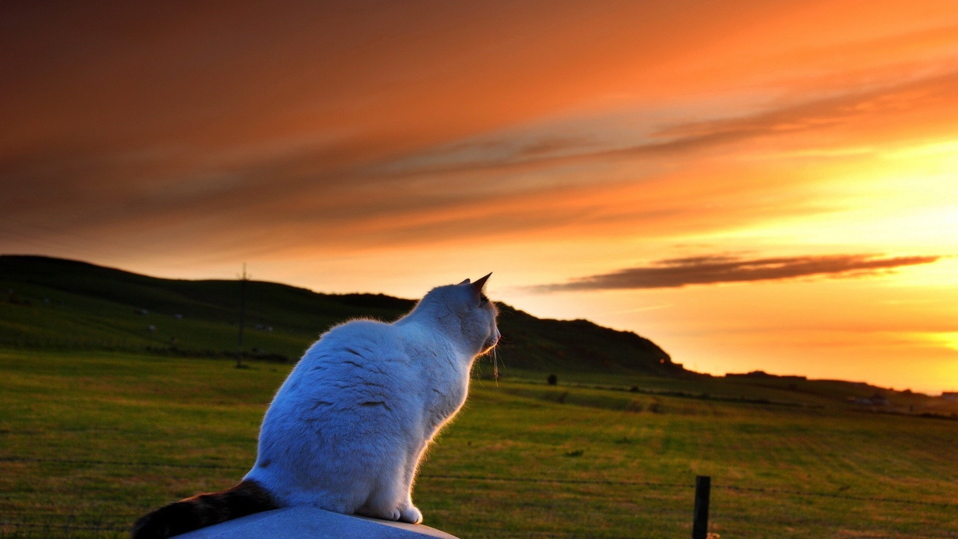gatto, Sunset, Field, Nature, Animals, Fence, Lawn, Cat, Bokeh, Mood Wallpaper
