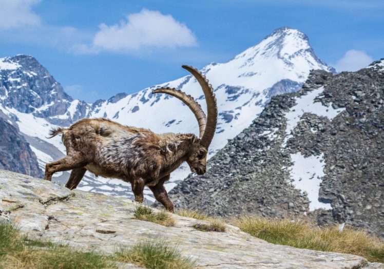 artiodactyl, Mountains, Capra, Ibex, Horns, Animals, Nature, Goat, Sheep HD Wallpaper Desktop Background