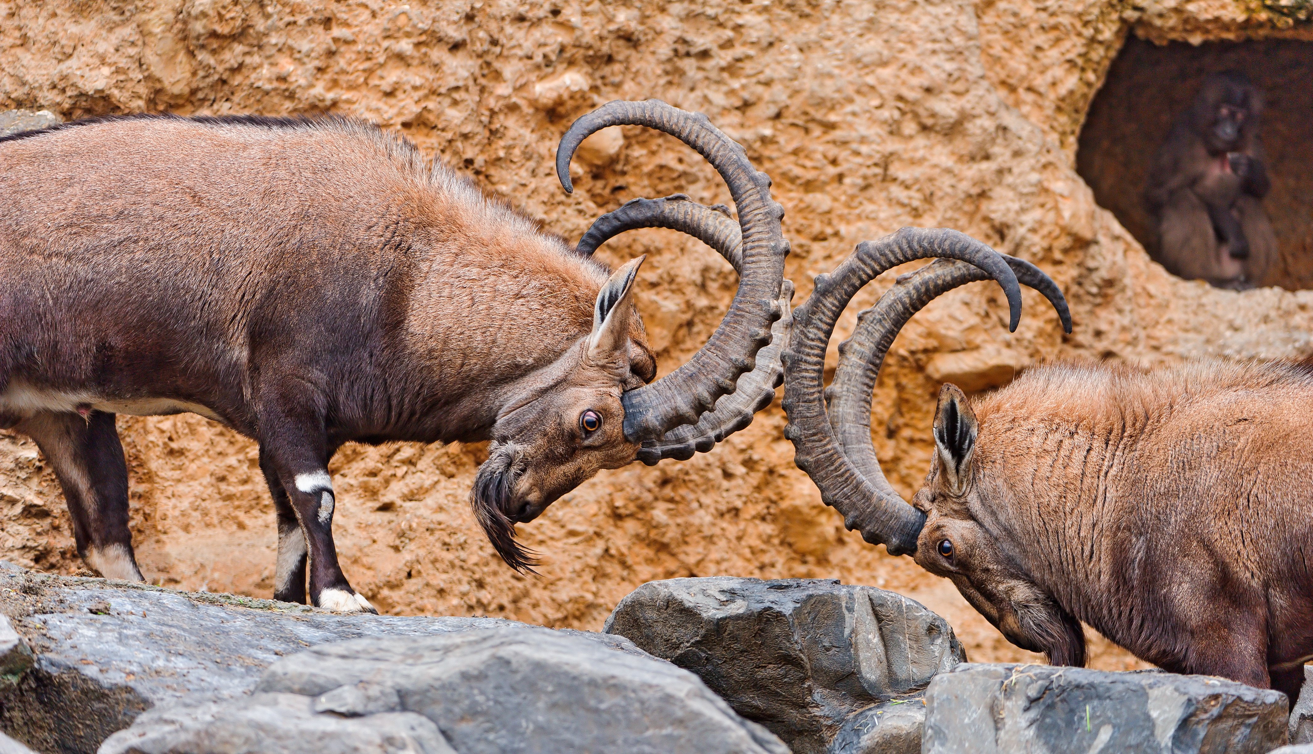 artiodactyl, Stones, Capra, Ibex, Horns, Animals, Goat, Sheep Wallpaper