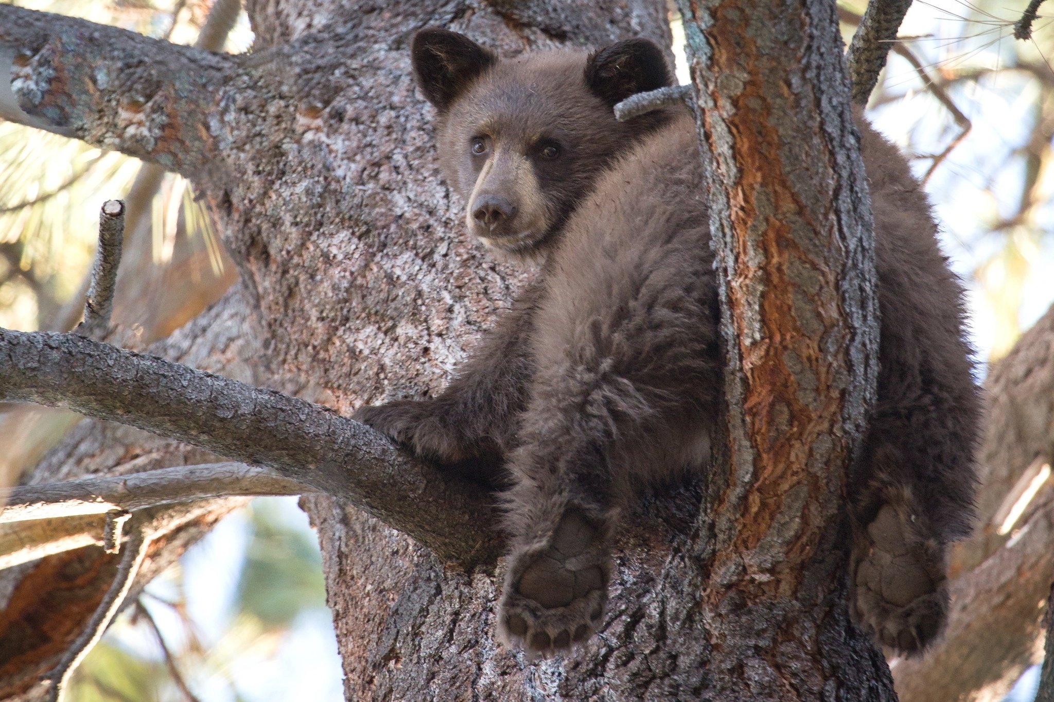 bears, Brown, Trunk, Tree, Branches, Animals, Bear, Cub, Baby, Cute, Forest Wallpaper