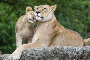 big, Cats, Lions, Cubs, Stones, Two, Animals, Lion, Cub, Baby, Love, Mother
