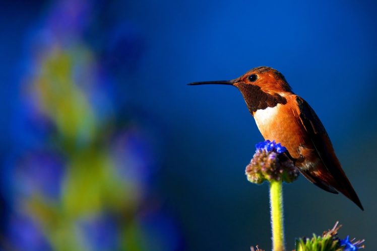 colibri, Birds, Animals, Bokeh, Macro, Eyes, Colorful, Color HD Wallpaper Desktop Background
