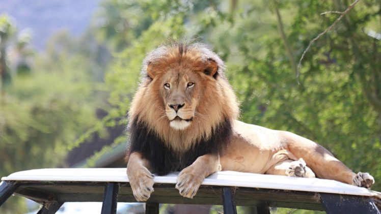 lion, Wild, Cat, Carnivore, Muzzle, Mane, Lying, Vacation, Zoo HD Wallpaper Desktop Background