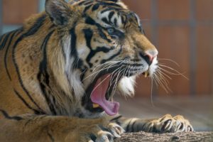 tiger, Wild, Cat, Carnivore, Muzzle, Yawning, Mouth, Teeth, Tongue, Legs, Zoo