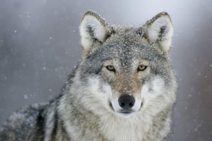 wolf, Predator, Eyes, Snow, Winter, Animals, Wolves, Snowing