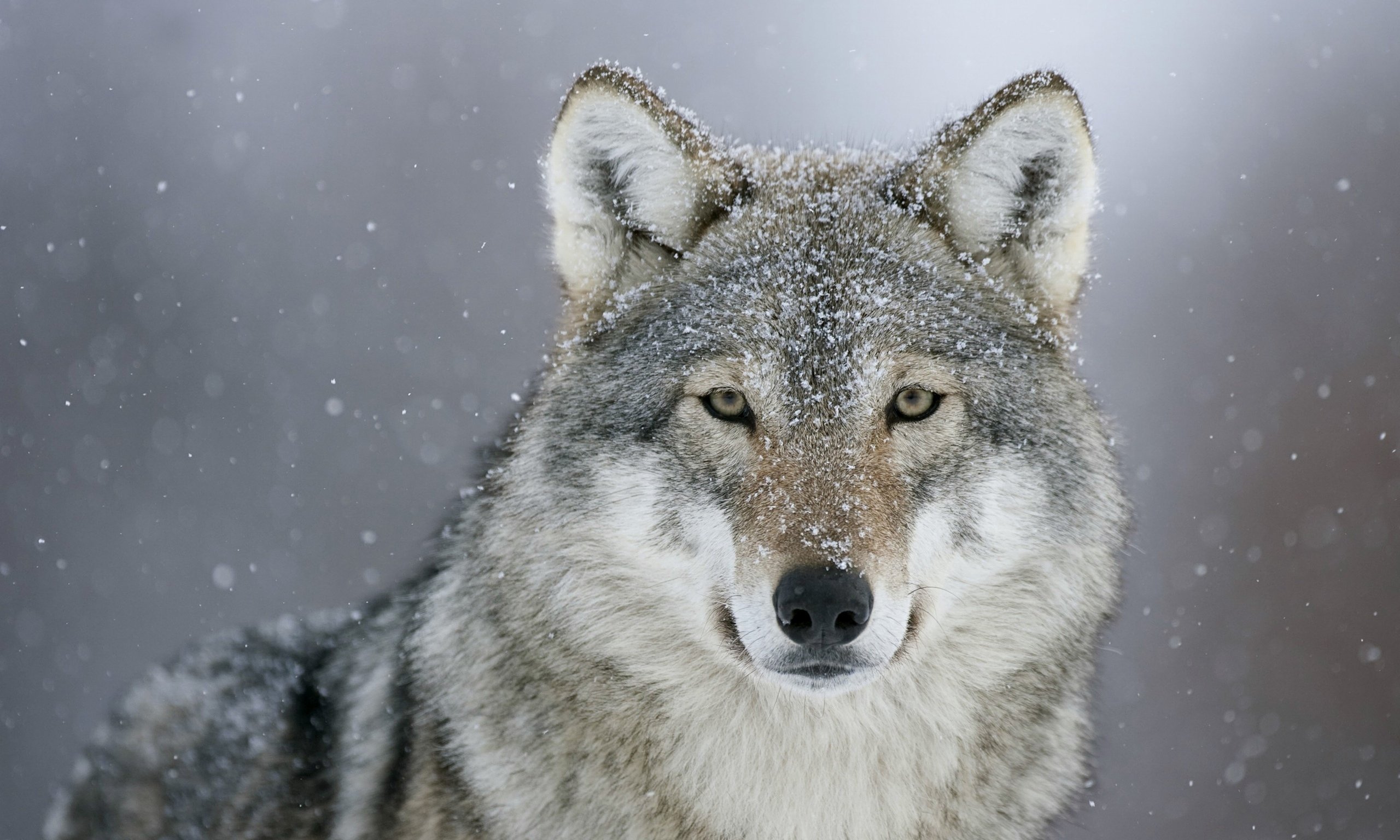 Download hd wallpapers of 588727-wolf, Predator, Eyes, Snow, Winter, Animal...