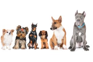 dogs, Cats, Russkiy, Toy, Doberman, Chihuahua, Bull, Terrier, Yorkshire