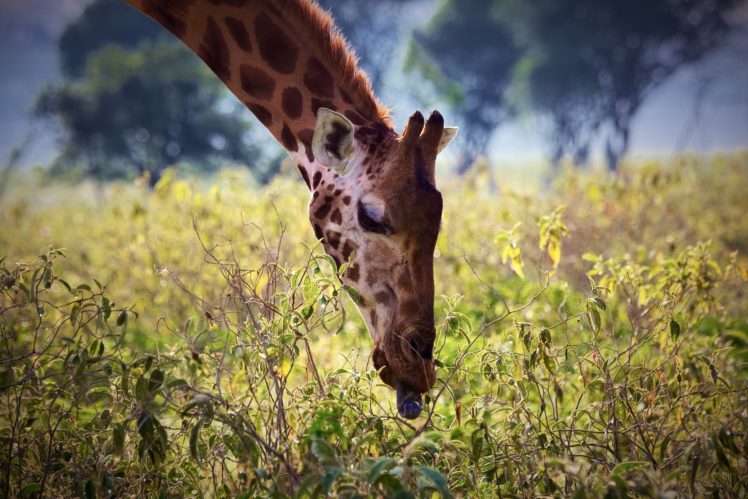 giraffe, Neck, Face, Tongue, Plants, Leaves, Breakfast, Africa HD Wallpaper Desktop Background