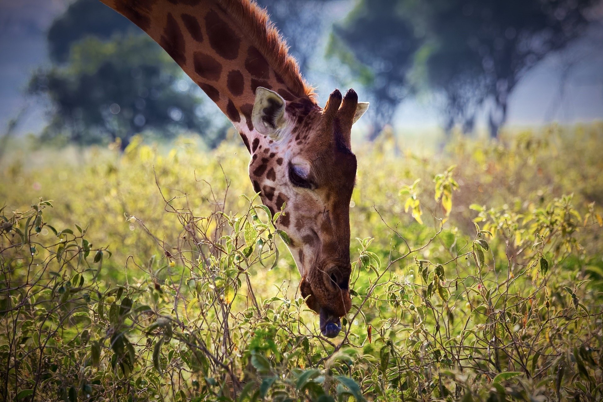 giraffe, Neck, Face, Tongue, Plants, Leaves, Breakfast, Africa Wallpaper
