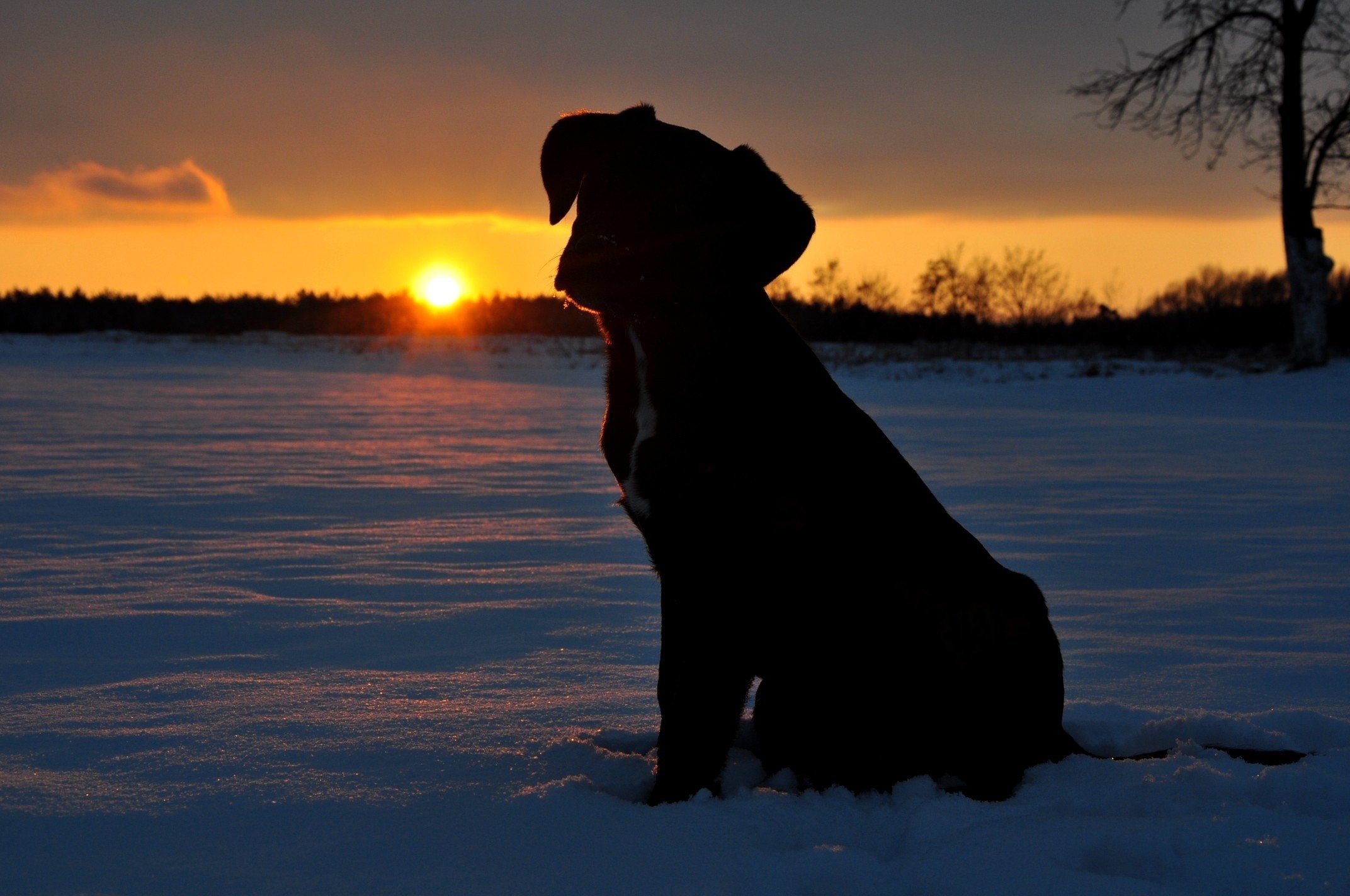 puppy, Dog, Snow, Winter, Sunset, Sun, Evening, Tree, Silhouette, Nature, Animals, Baby Wallpaper