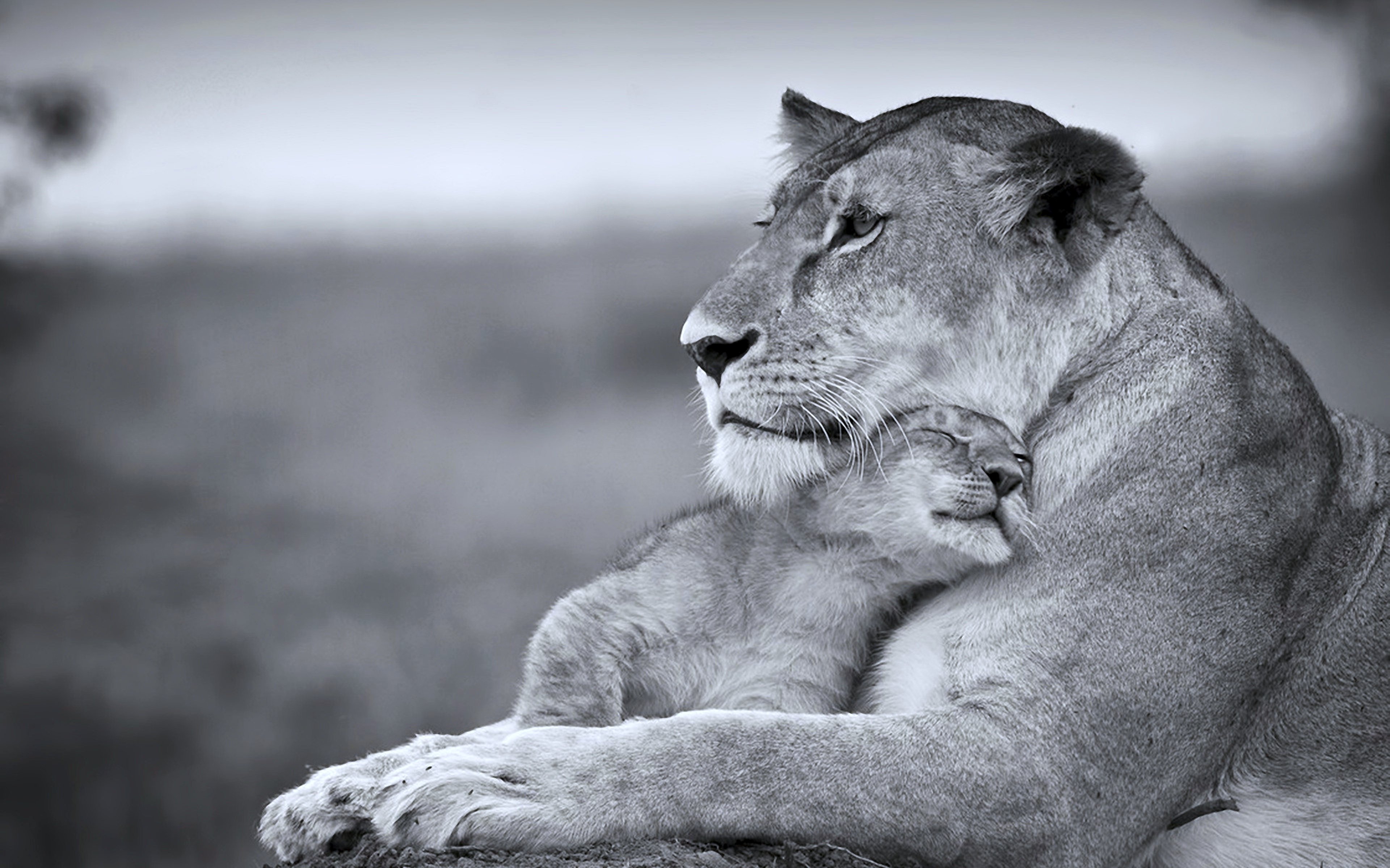cats, Wild, Lioness, Mother, Son, Cub, Predators, Animales, Life, Tenderness Wallpaper