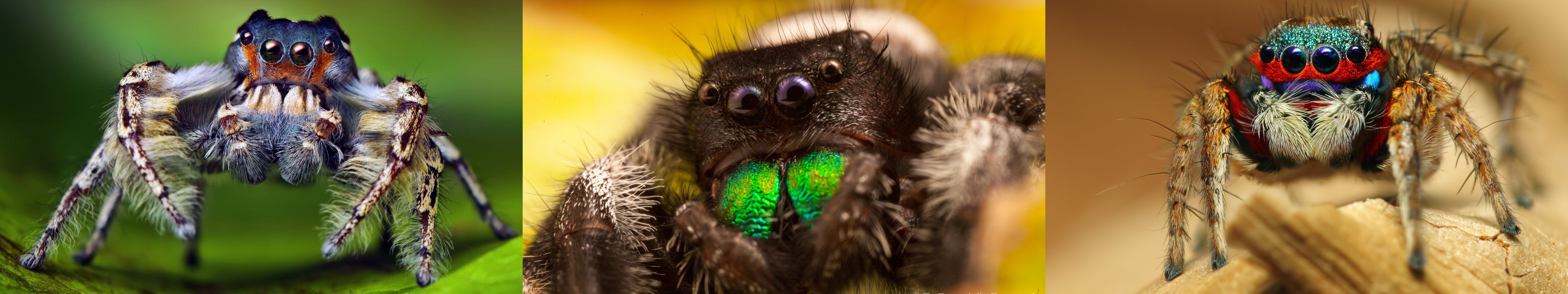 wallpaper, Triple, Multi, Multiple, Monitor, Screen, Insect, Insecte, Spider, Araigne Wallpaper