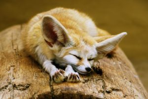 fennec, Fox, Cute, Ears, Sleeping, Sahara, Desert, Algeria, Africa, Animals