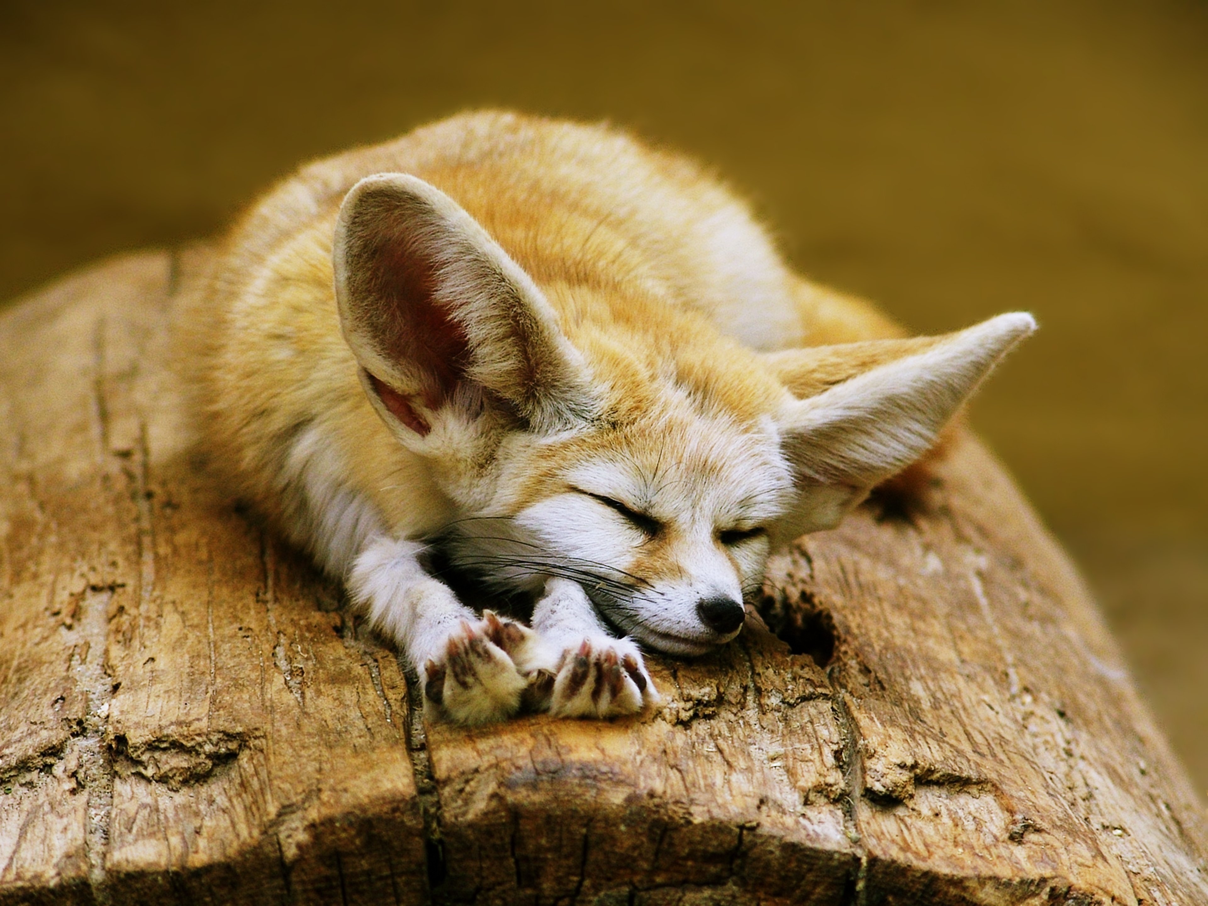fennec, Fox, Cute, Ears, Sleeping, Sahara, Desert, Algeria, Africa, Animals Wallpaper