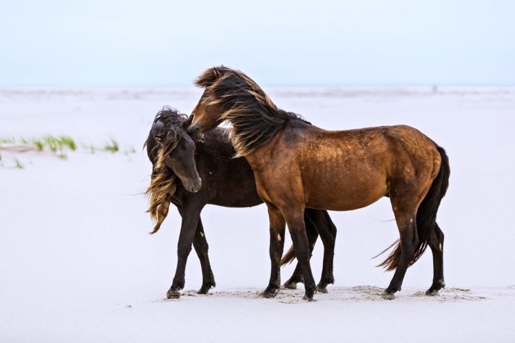 horses, Lovers, Friendship, Relationship, Beaches, Sand, Wind, Animals, Romance, Emotions, Landscapes, Nature HD Wallpaper Desktop Background