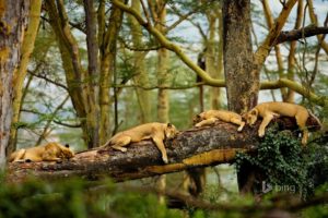 lion, Lions, Predator, Carnivore, Cat, Cats, Sleep, Sleeping, Lazy