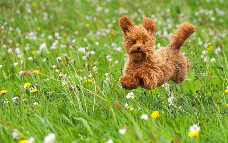 dog, Puppy, Toy, Poodle, Poodle, Walk, Meadow, Grass, Flowers, Joy, Mood HD Wallpaper Desktop Background