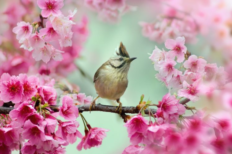 burogolovaya, Yuhina, Yuhina, Bird, Bird, Branch, Cherry, Cherry, Blossom, Flowers HD Wallpaper Desktop Background