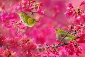 japanese, White eye, Birds, Couple, Sakura, Cherry, Blossoms, Flowers, Branches