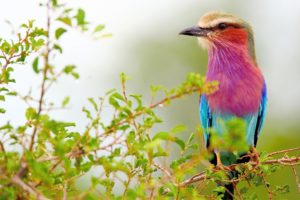 lilac breasted, Roller, Roller, Lastochkohvostaya, Poultry, Branches