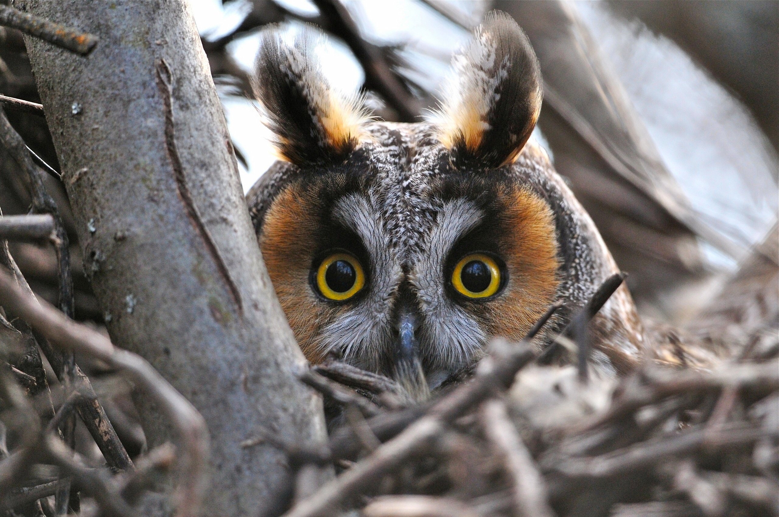 long eared, Owl, Owl, Bird, Head, Enormous, Eyes, Eyes, Branches Wallpaper