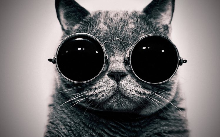 cats, Animals, Glasses, Sunglasses, Hippie, Schrodingers, Cat, Monochrome, Schrodinger, Steam, Punk HD Wallpaper Desktop Background