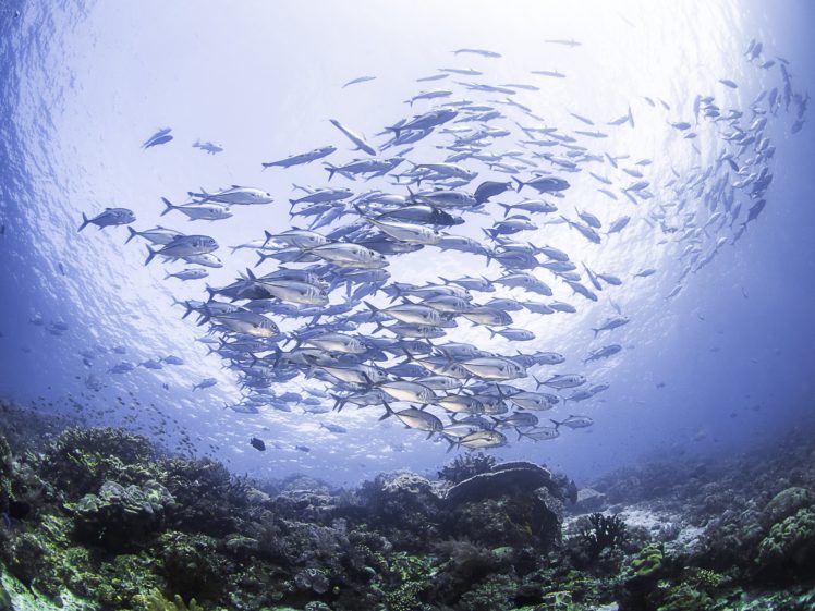 sea, Seabed, Karalli, School, Of, Fish, Nature, Ocean, Underwater HD Wallpaper Desktop Background