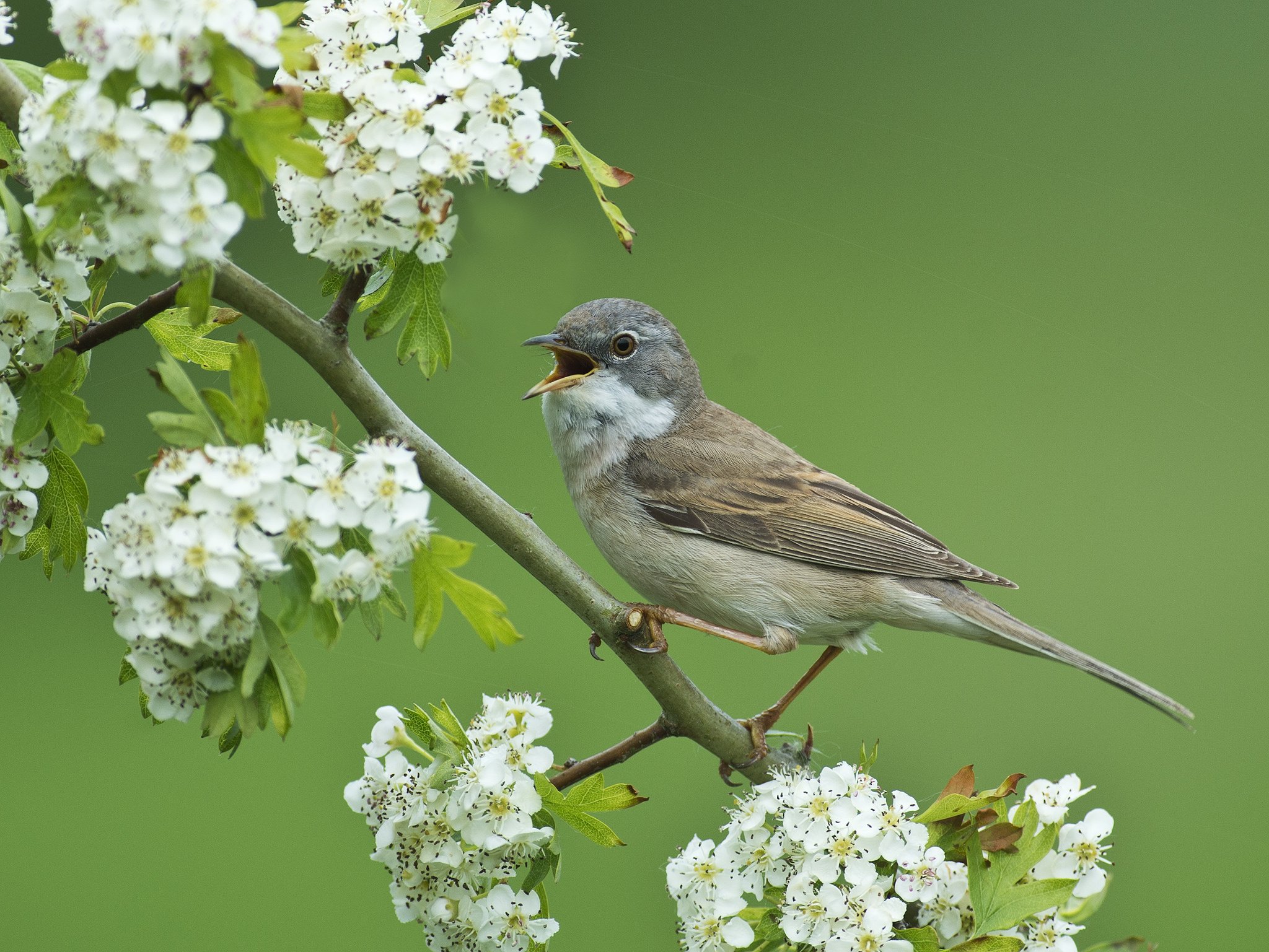 gray, Warbler, Warbler, Bird, Branch, Hawthorn, Flowering, Flowers Wallpaper