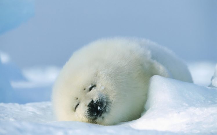 puppy, Cute, Fur, Snow, Winter, Sleeping, Animals, Seal, Baby HD Wallpaper Desktop Background