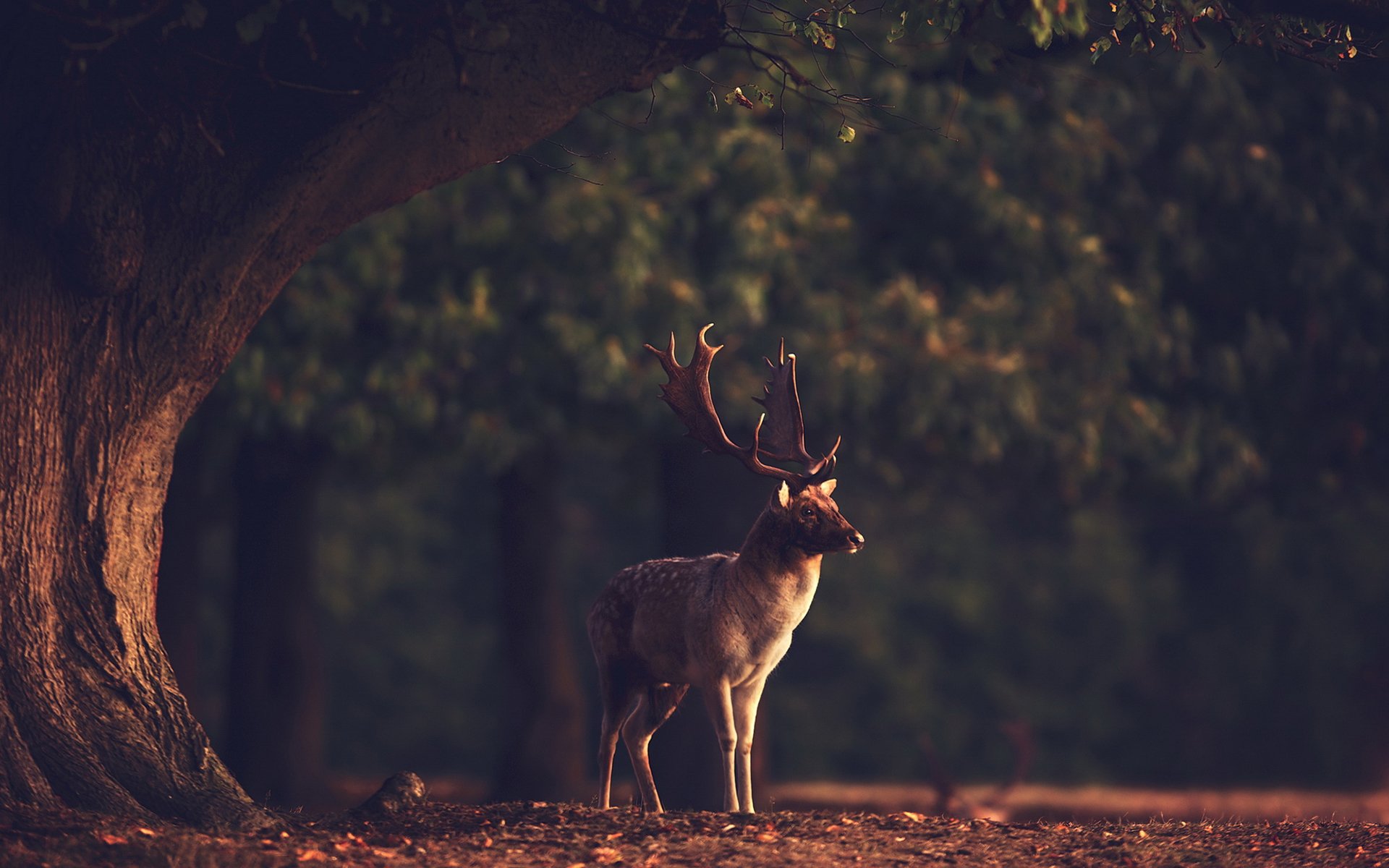 sunset, Summer, Beauty, Beautiful, Tree, Animal, Deer, Forest, Nature, Landscape Wallpaper