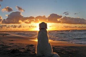 cute, Pet, Dog, Beach, To, Watch, The, Sun, Sea, Sky, Clouds, Beauty