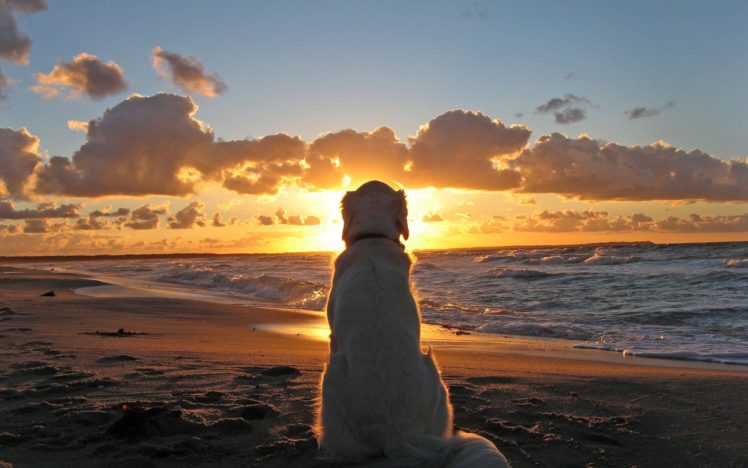cute, Pet, Dog, Beach, To, Watch, The, Sun, Sea, Sky, Clouds, Beauty HD Wallpaper Desktop Background