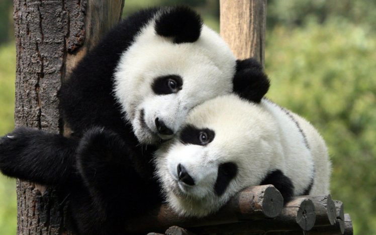 hug, Hugging, Couple, Love, Mood, People, Men, Women, Happy, Panda, Bear HD Wallpaper Desktop Background