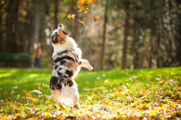 autumn, Fall, Tree, Forest, Landscape, Nature, Leaves, Dog, Mood HD Wallpaper Desktop Background