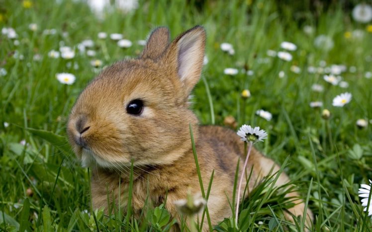 rabbit, Rodents, Meadow, Flowers, Daisies, Grass, Summer, Gray, Animals HD Wallpaper Desktop Background
