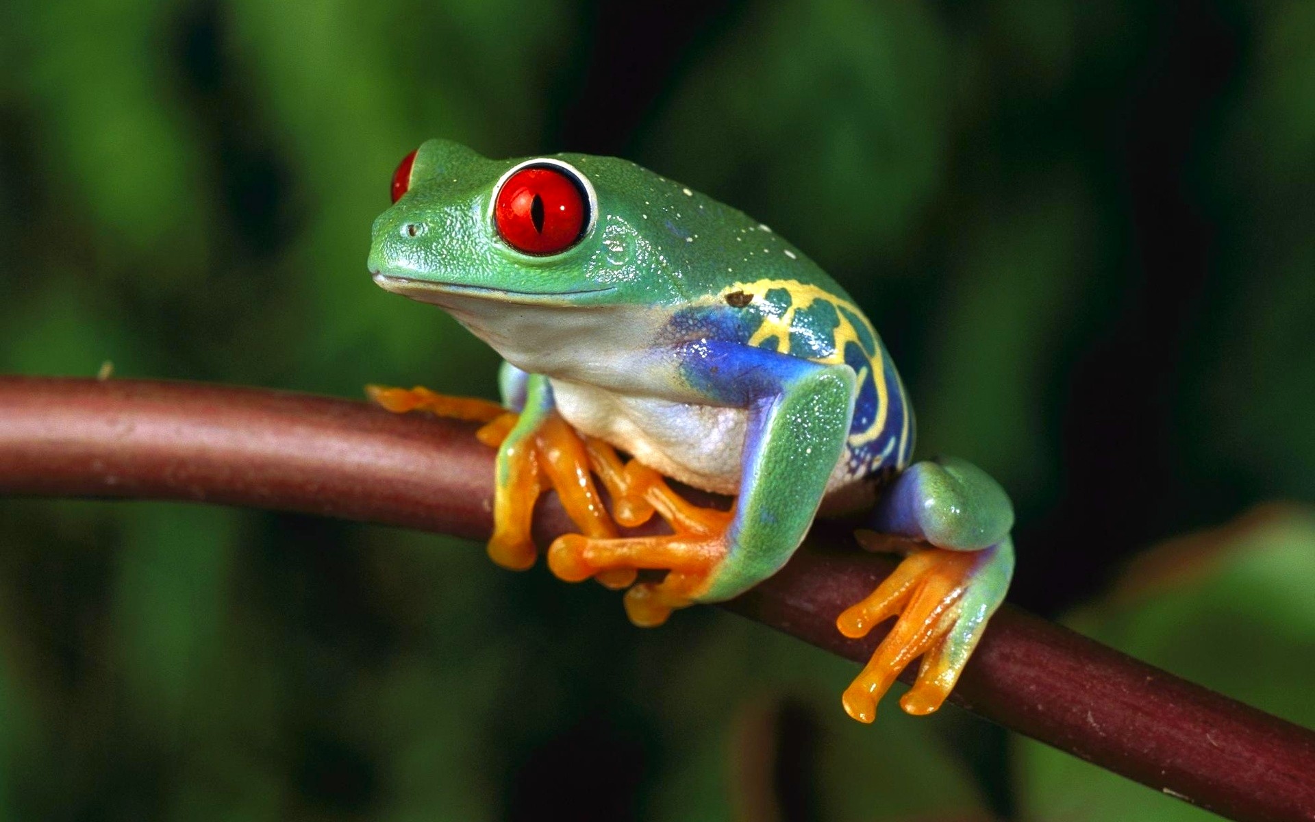 women, Frogs, Macro, Depth, Of, Field, Red eyed, Tree, Frog, Amphibians