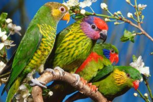 adorable, Animal, Beauty, Bird, Nature, Parrot colored, Flowers