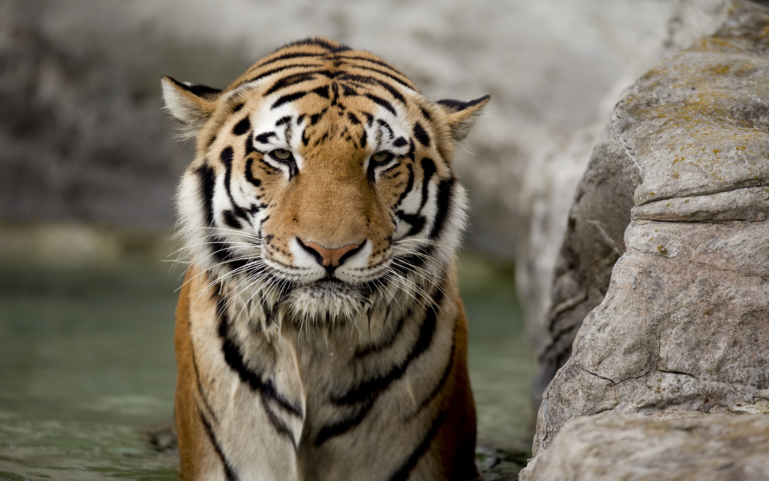 tigers, Bathing, Camouflage, Backgrounds, Bengal, Tigers, Captivity, Poker, Face Wallpaper