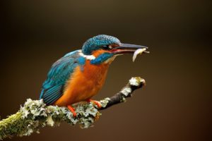 kingfisher, Bird, Beak, Feathers, Feathers, Fish, Branch, Flowers, Blue, Orange, Macro, Animals