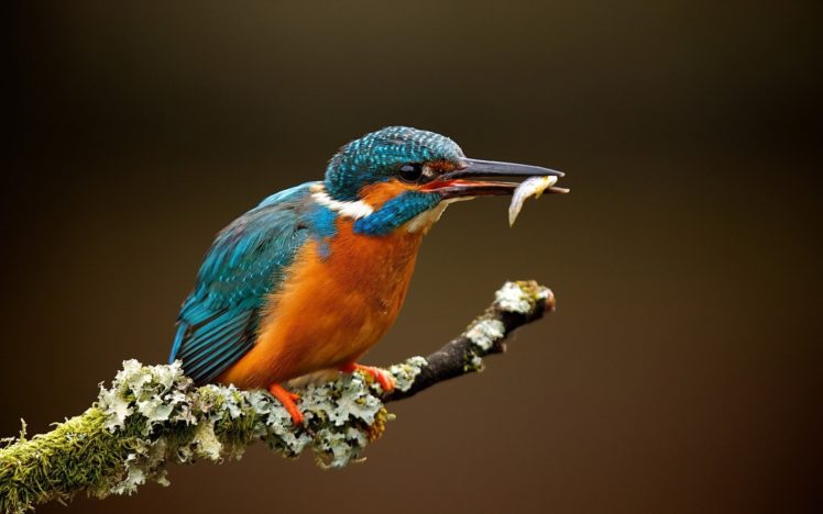 kingfisher, Bird, Beak, Feathers, Feathers, Fish, Branch, Flowers, Blue, Orange, Macro, Animals HD Wallpaper Desktop Background