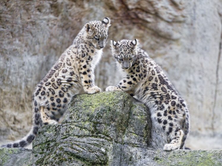 snow, Leopard, Snow, Leopard, Wild, Cat, Predator, Leopards, Couple, Cub HD Wallpaper Desktop Background