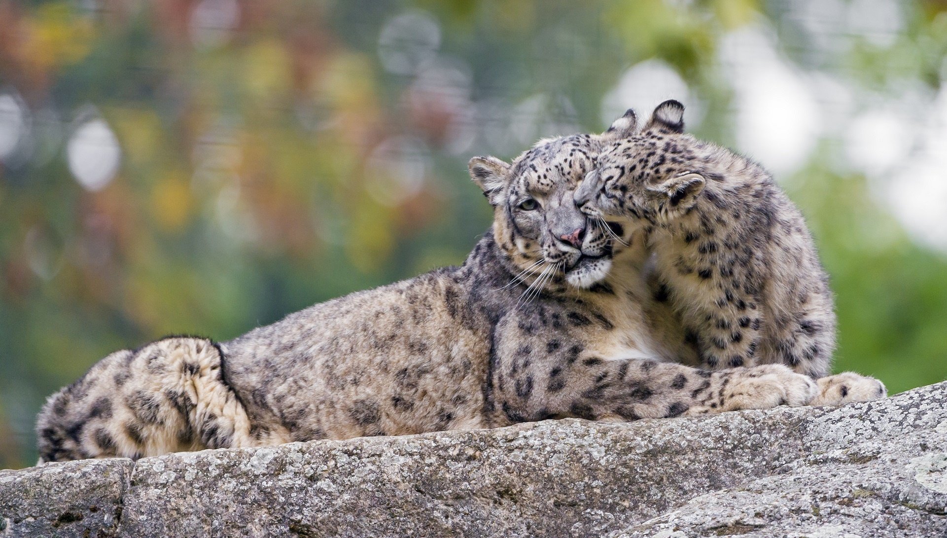 snow, Leopard, Wild, Cat, Predator, Couple, Family, Mother, Cub, Motherhood, Kindness, Caring, Game, Zoo Wallpaper