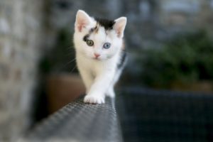 beauty, Cute, Amazing, Animal, Amazing, White, Cat, With, Dual, Color, Eye